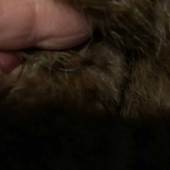 Women's Brown Real Rabbit Fur Jacket - Classic Cozy Coat - Picture 4 of 16